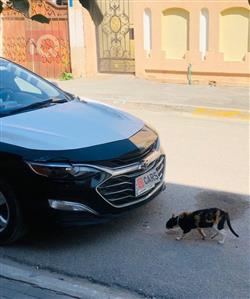 شێڤرۆلێت مالیبۆ